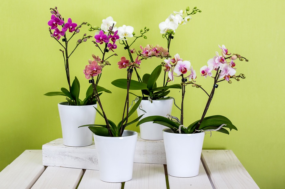 Уход за домашними цветами: как правильно ухаживать за растениями дома, полезные советы