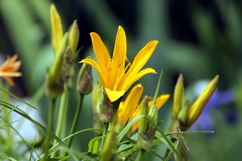 Красоднев желтый (лилейник жёлтый) — описание вида, лечебные свойства