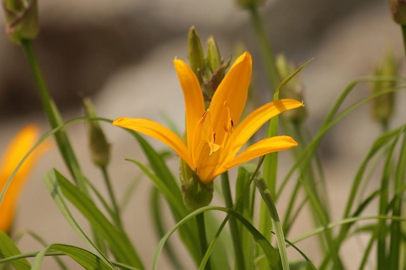Красоднев желтый (лилейник жёлтый) — описание вида, лечебные свойства