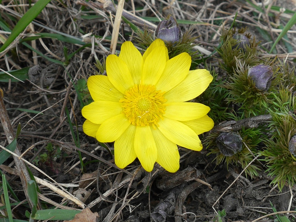Адонис весенний (Горицвет) — описание цветка, лечебные свойства