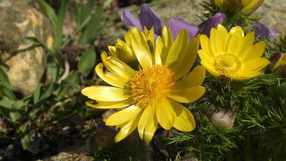 Адонис весенний (Горицвет) — описание цветка, лечебные свойства