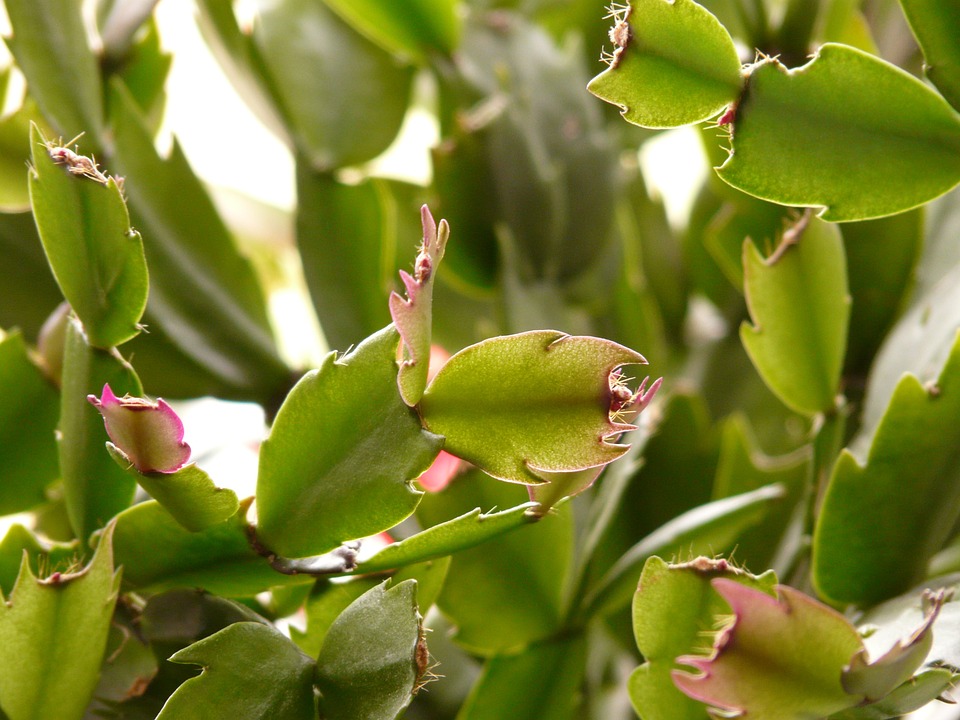 Почему у декабриста вянут и опадают листья (теряется упругость) — как помочь растению