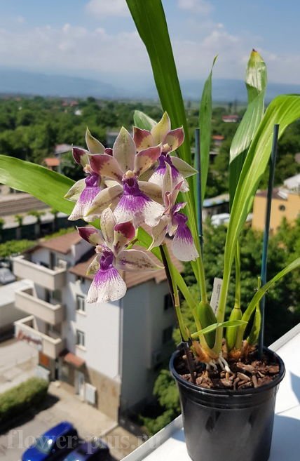 Орхидея Акакалис (Аганизия) — выращивание и уход в домашних условиях