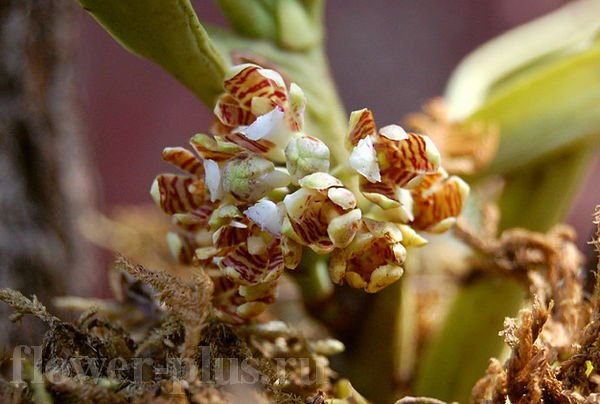 Орхидея Акампа — особенности выращивания и ухода в домашних условиях. Полезные советы новичкам