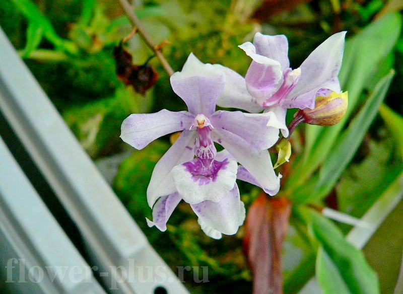 Орхидея Акакалис (Аганизия) — выращивание и уход в домашних условиях