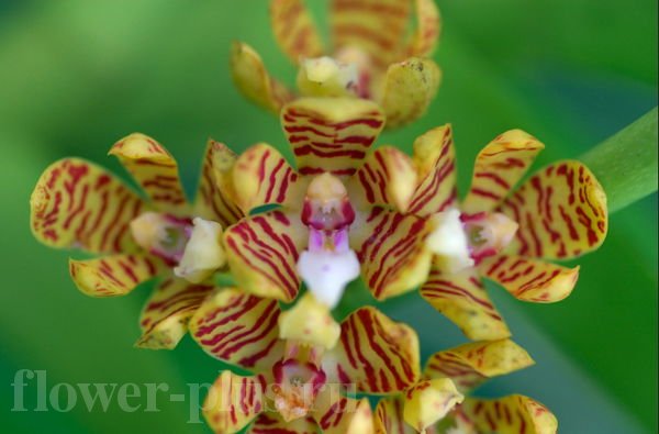 Орхидея Акампа — особенности выращивания и ухода в домашних условиях. Полезные советы новичкам