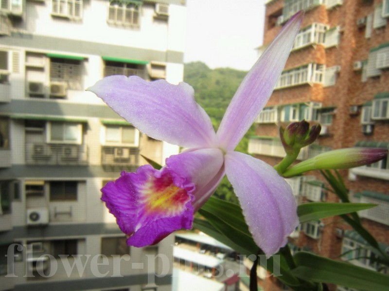 Орхидея Арундина — выращивание и уход в домашних условиях