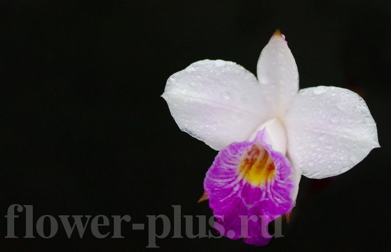 Орхидея Арундина — выращивание и уход в домашних условиях