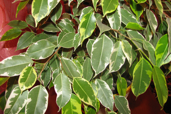 Фикус — отличное растение для любой квартиры, особенности выращивания