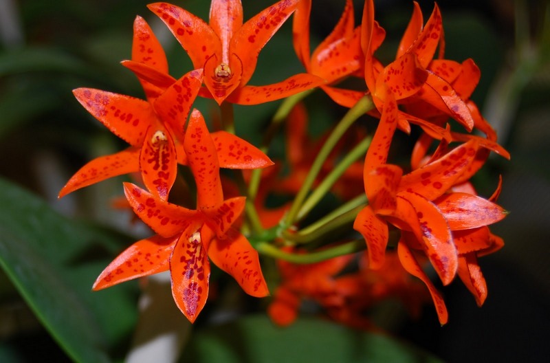 Орхидея Ада — выращивание и уход в домашних условиях