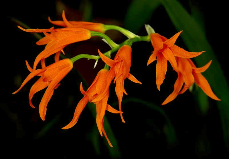 Орхидея Ада — выращивание и уход в домашних условиях