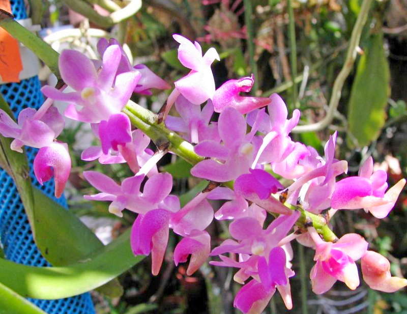 Орхидея Аэридес (Aerides) — уход в домашних условиях