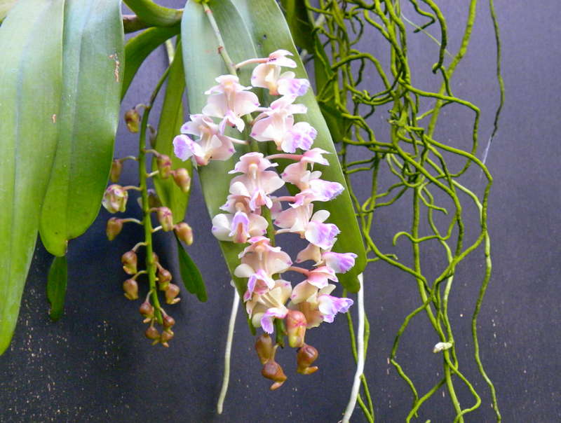 Орхидея Аэридес (Aerides) — уход в домашних условиях