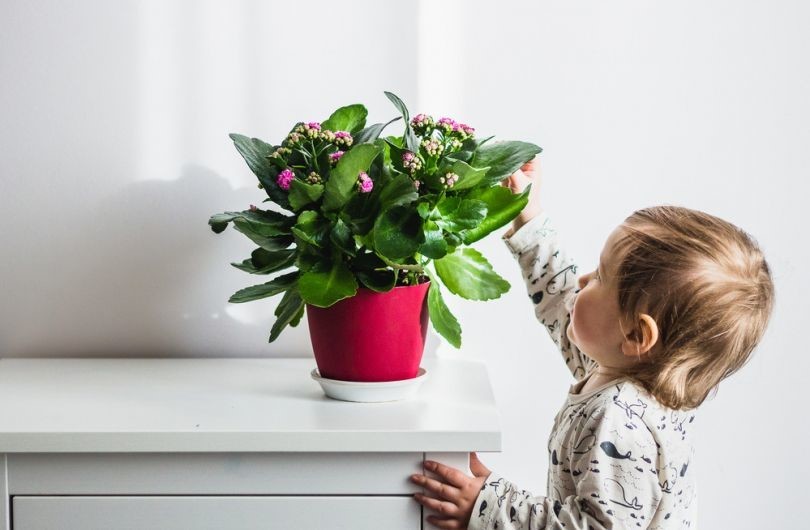 Комнатные растения опасные для детей