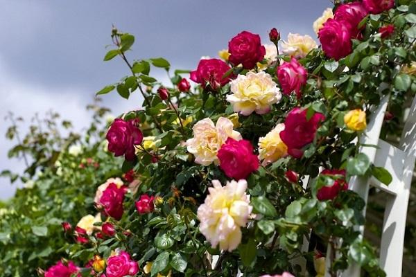 Как я выращиваю розы в саду, красивые и пушистые кусты (полезные советы)