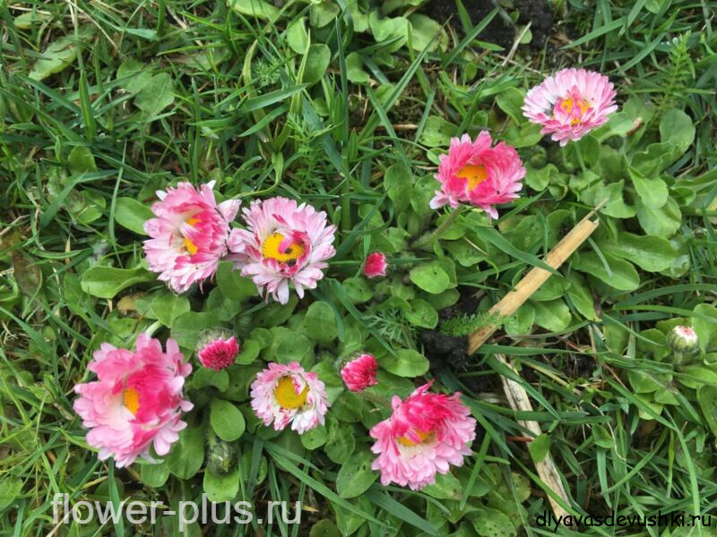 5 цветов, которые стоит посадить на участке в августе