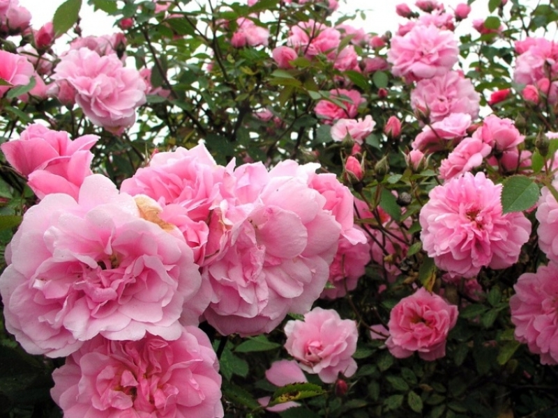 Один из лучших сортов роз для России — морозоустойчивые канадские розы