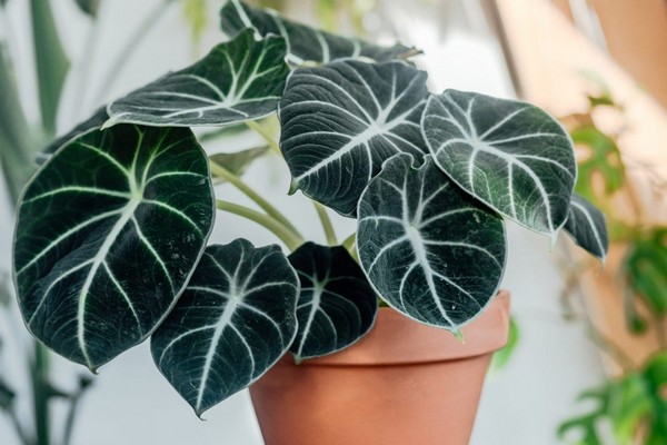 5 растений для дома, которые хорошо очищают воздух
