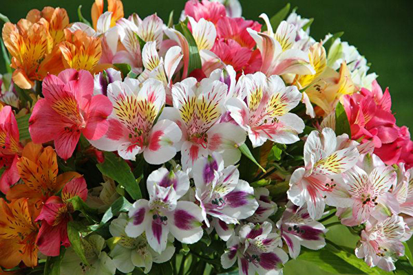 6 лучших цветов, которые я всегда сажаю в своем саду