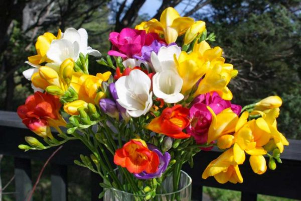 6 лучших цветов, которые я всегда сажаю в своем саду