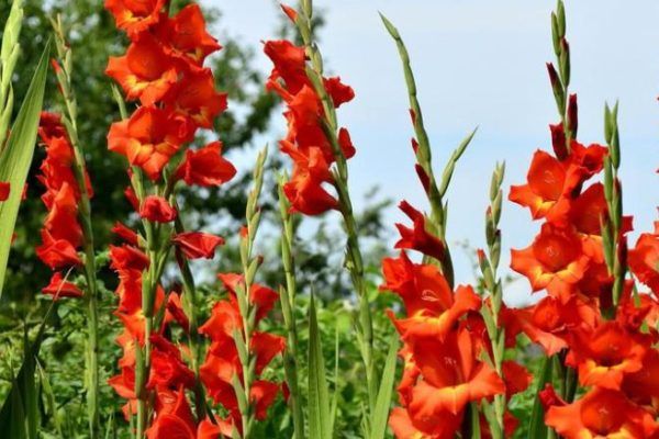 Выращивание гладиолусов на садовом участке — полезные советы
