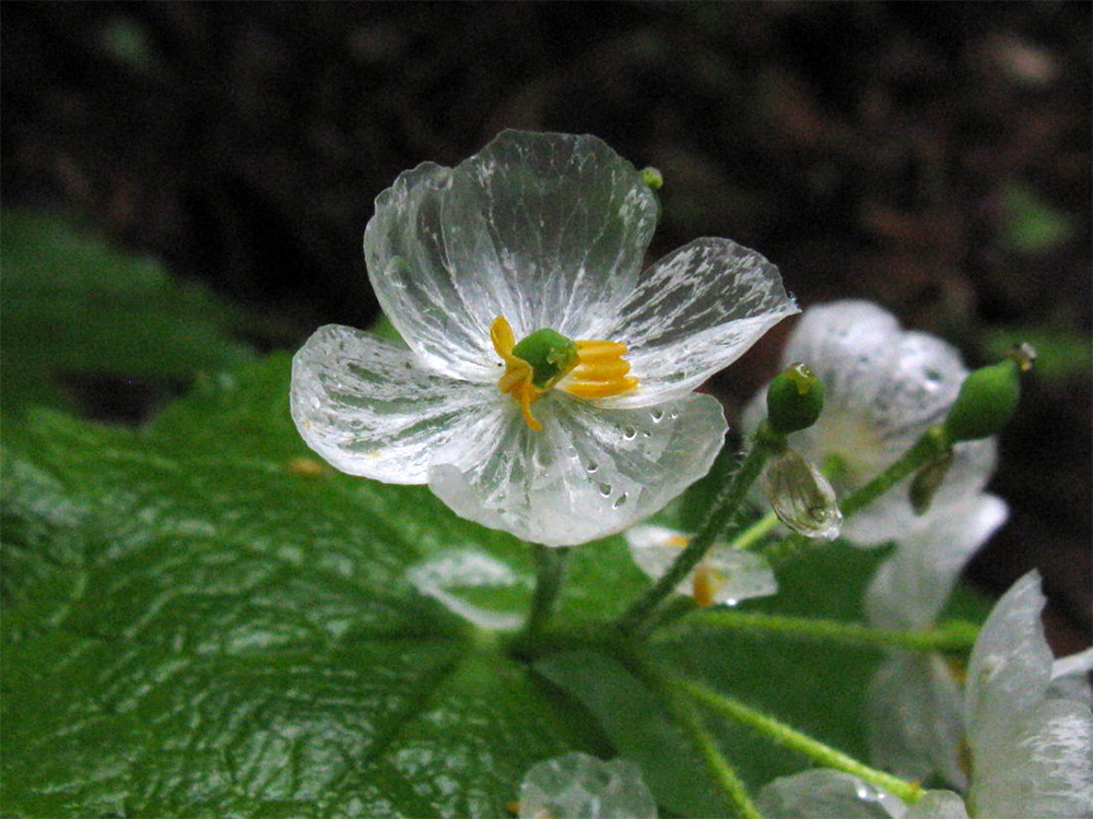 Diphylleia grayi — прозрачный цветок, один из самых красивых и моих любимых