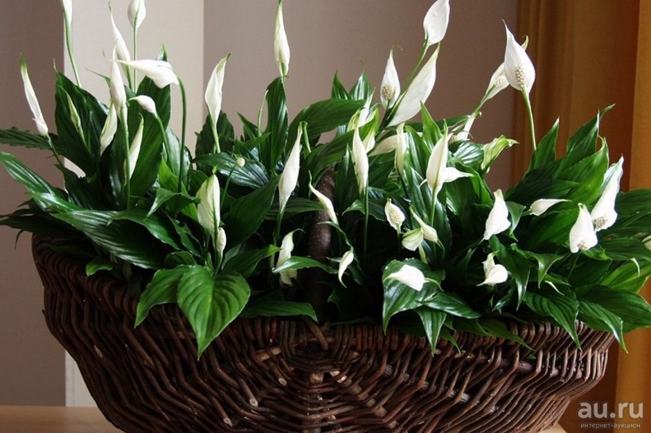 Лучшие растения для ванной: 5 цветов, которым понравится это место