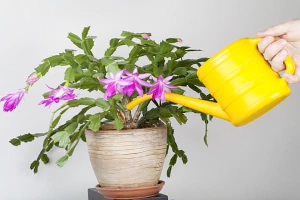 Как правильно поливать комнатные цветы в домашних условиях: полезные советы