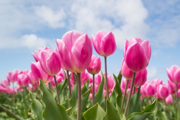 Тюльпаны: краткая информация по уходу и выращиванию