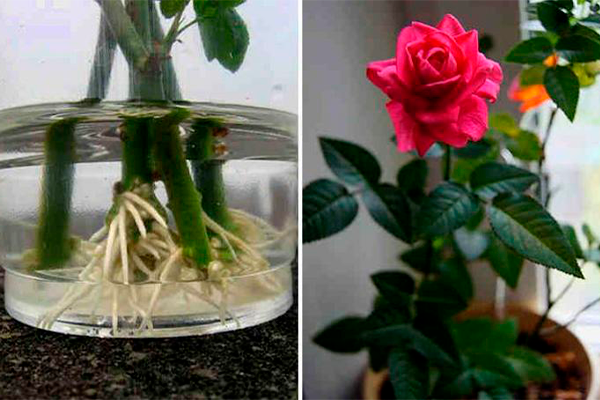 Как вырастить розу из черенка дома, виды домашних роз