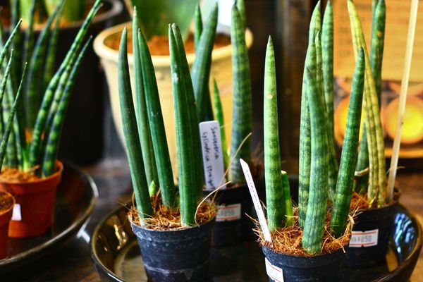 3 горшочных растения, которые стоит выращивать дома для очистки воздуха
