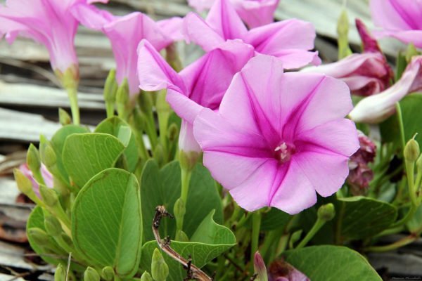 8 видов цветов, которые можно посадить в июле на балконе