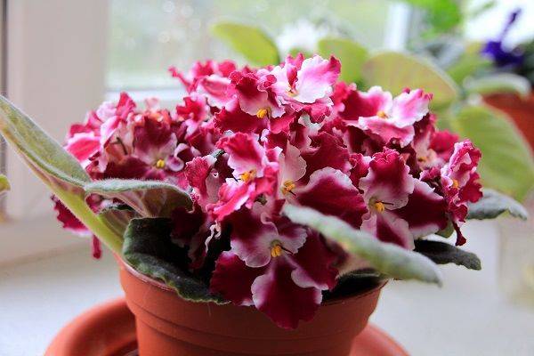 Комнатные растения, за которыми легко ухаживать: 26 самых неприхотливых цветов