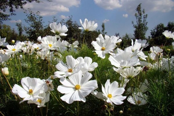 Какие цветы посеять в апреле на рассаду - полный список, самых красивых растений