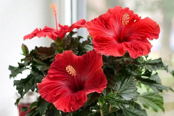 Комнатные растения, за которыми легко ухаживать: 26 самых неприхотливых цветов
