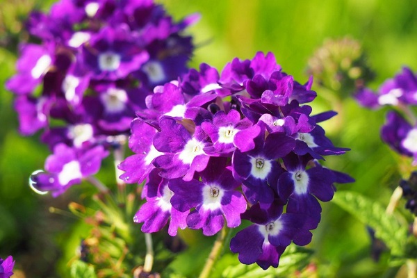 Какие цветы посеять в апреле на рассаду - полный список, самых красивых растений