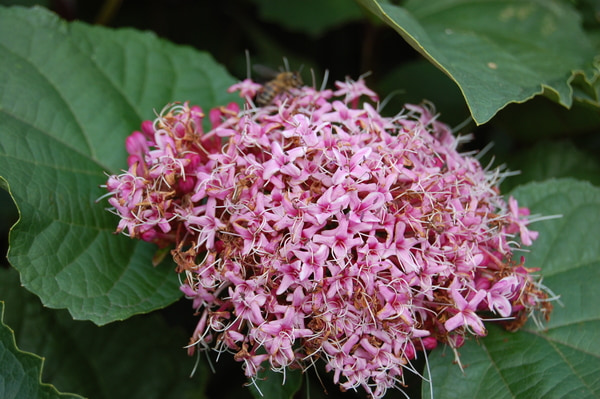 Clerodendrum Wallpapers