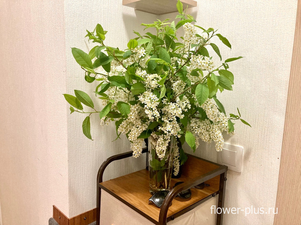 Как сохранить букет черемухи в вазе дольше: 3 простых шага, чтобы продлить жизнь цветку