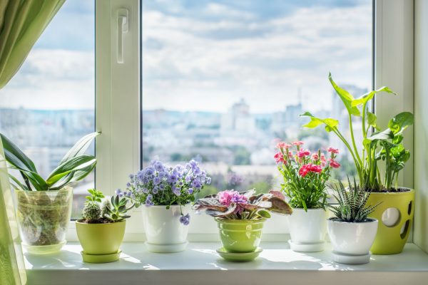 Как оставить цветы на время отпуска в квартире, чтобы не завяли