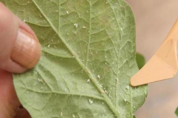 Почему желтеют листья у петунии в горшках: причины и решение проблемы