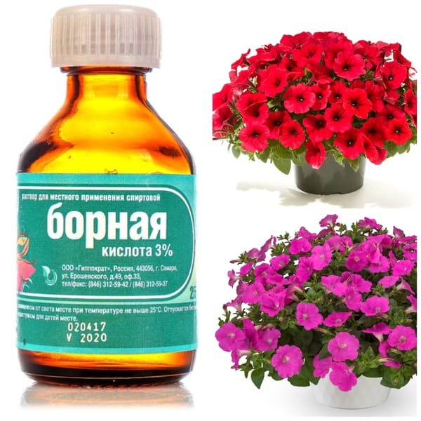 Подкормка петуний борной кислотой: секретный ингредиент роскошного цветения
